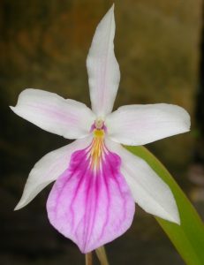 orchidea miltonia