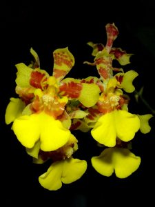 orchidea oncidium