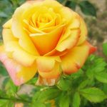 rózsák színharmónia