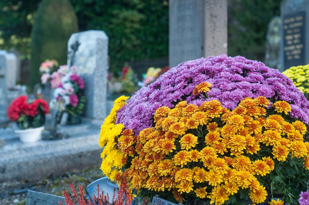 halottak napja virágok temetőbe (2)