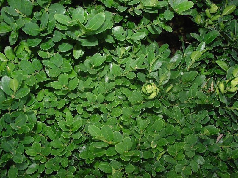Free Images : tree, branch, texture, leaf, flower, foliage, pattern, green, prod