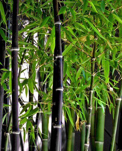 Oázis kertészet bambusz