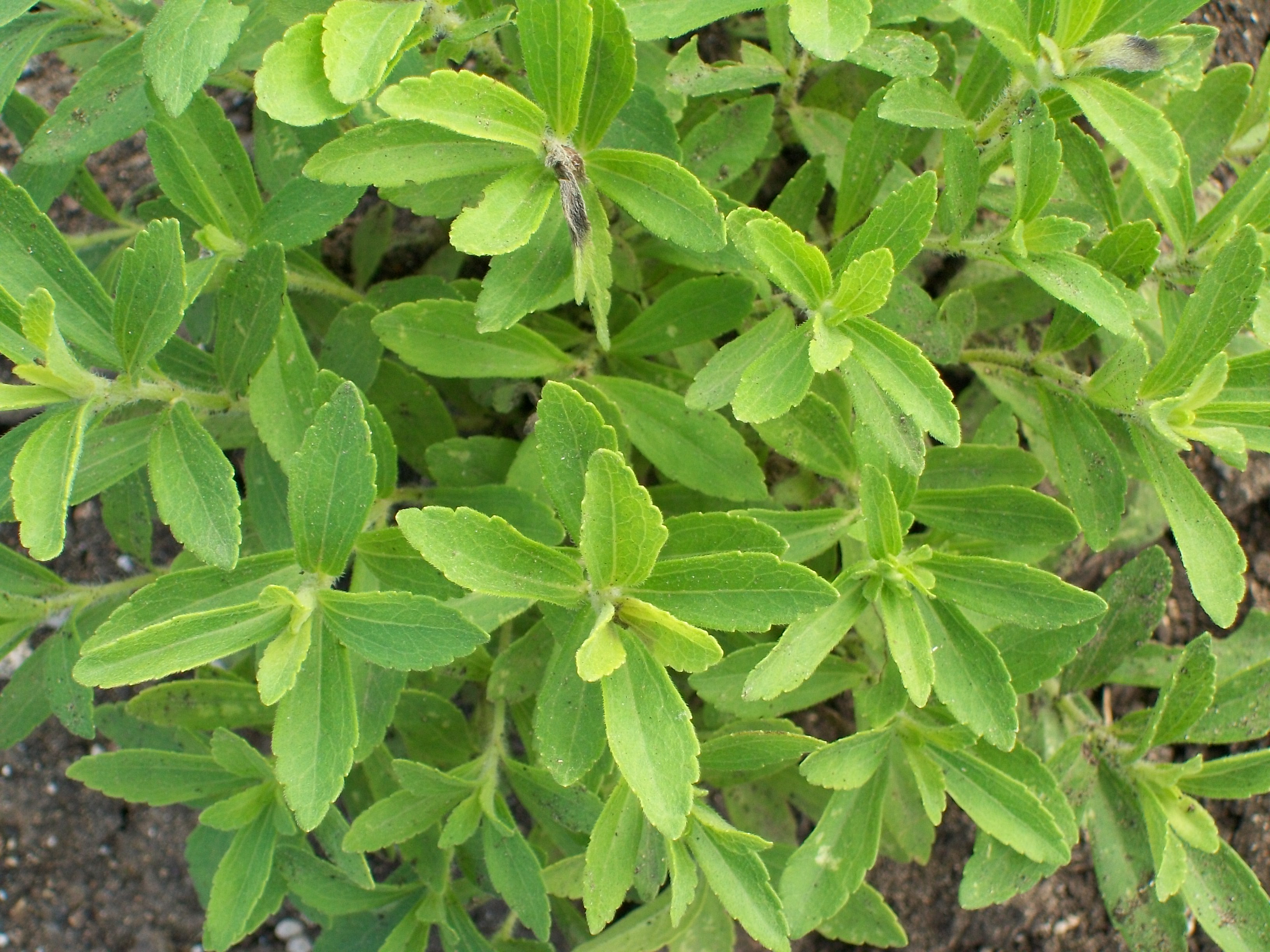 Стивия. Стевия растение. Stevia rebaudiana. Стевия медовая трава. Крымская стевия растение.