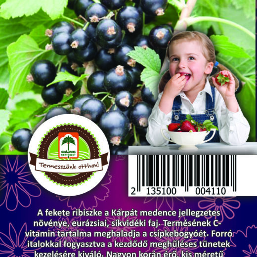 Oázis Feketeribiszke - Ribes nigrum "Ben sarek"