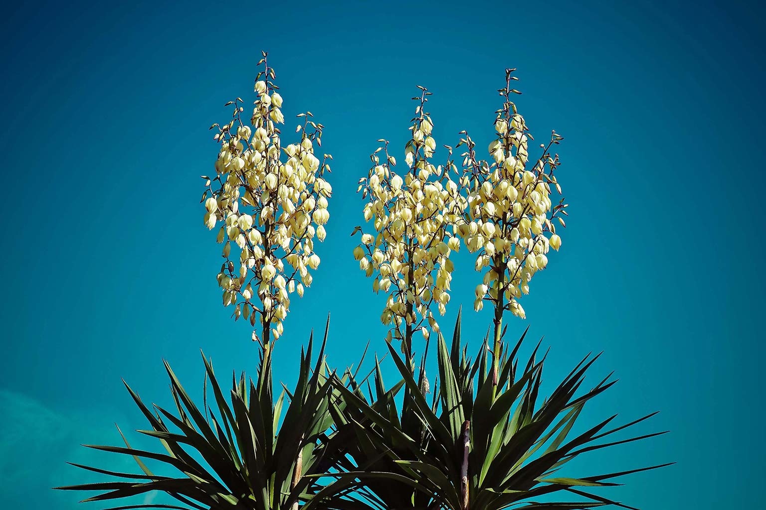 Yucca Blüte