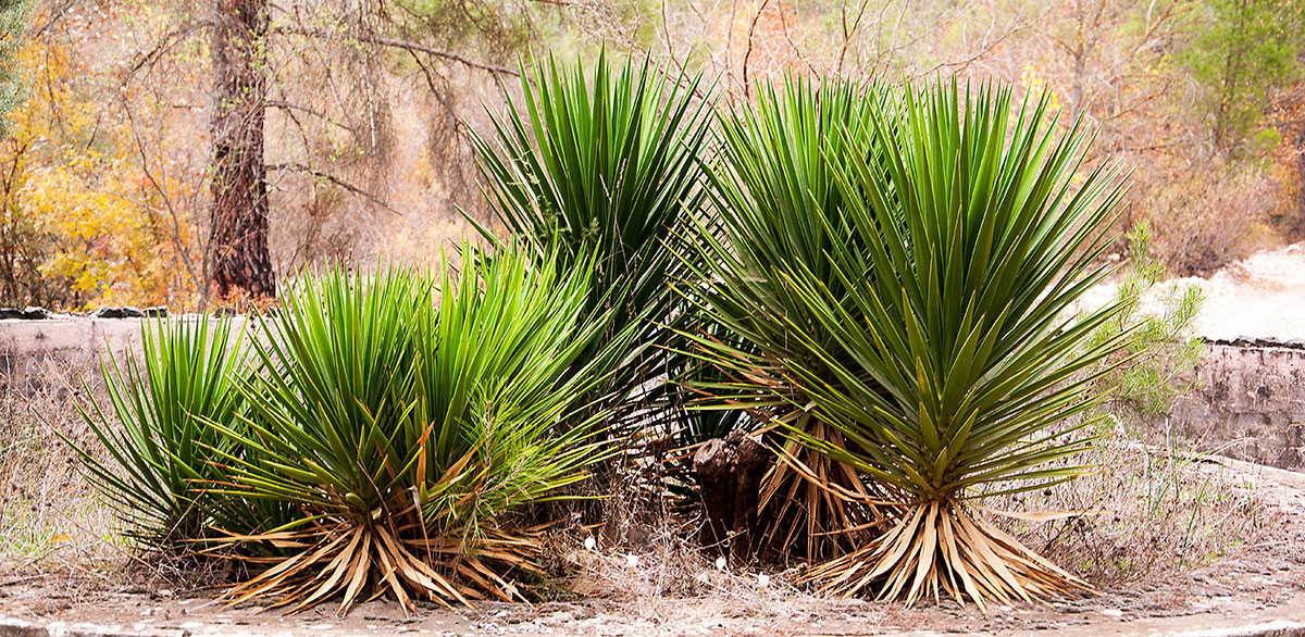 CaliVita Pure Yucca kapszula – 100db