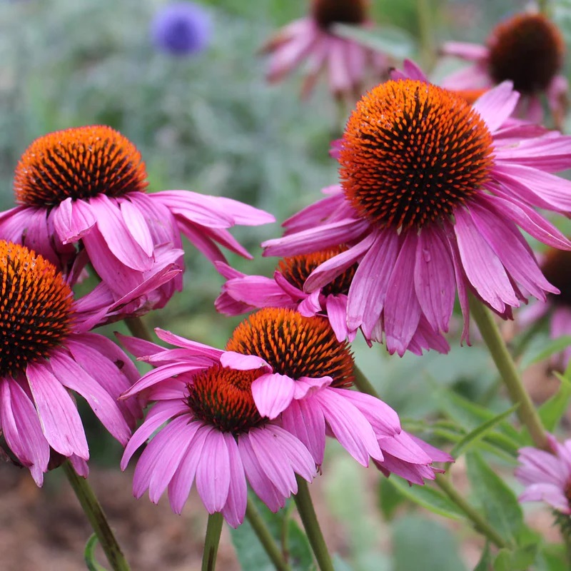 Kasvirág (Echinacea sp.)