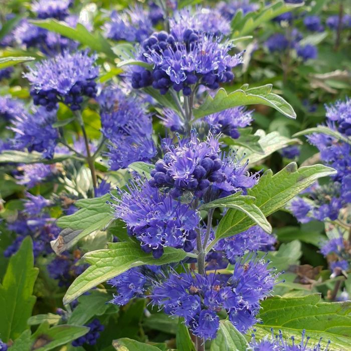 Kékszakáll (Caryopteris)