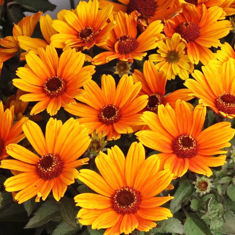 Napszemvirág (Heliopsis helianthoides)