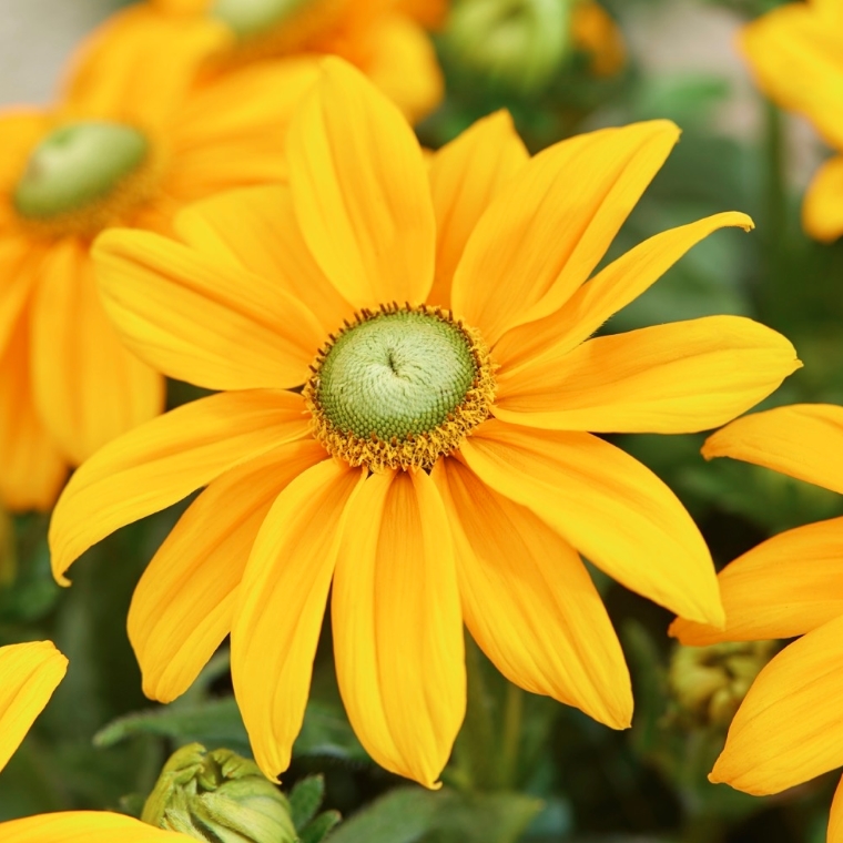 Kúpvirág (Rudbeckia hirta)