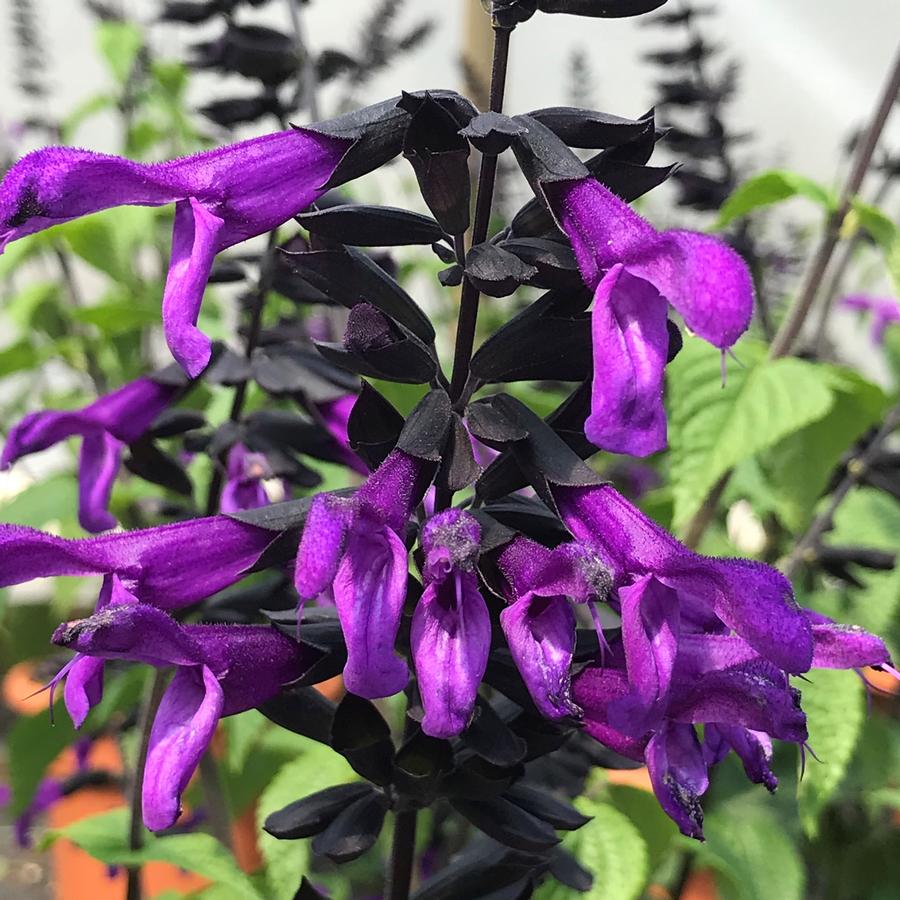 Kerti zsálya (Salvia guaranitica)
