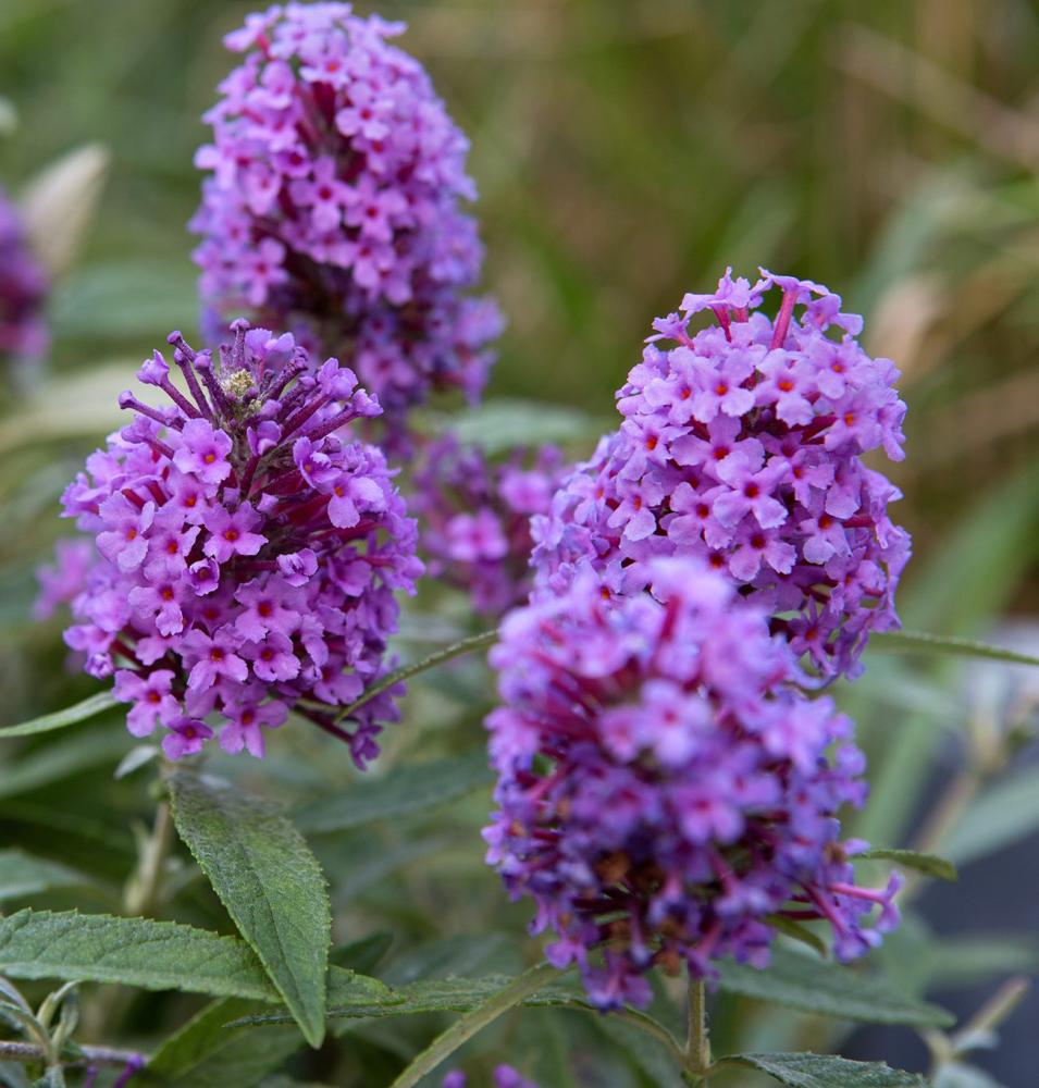 Nyári orgona (Buddleja davidii)