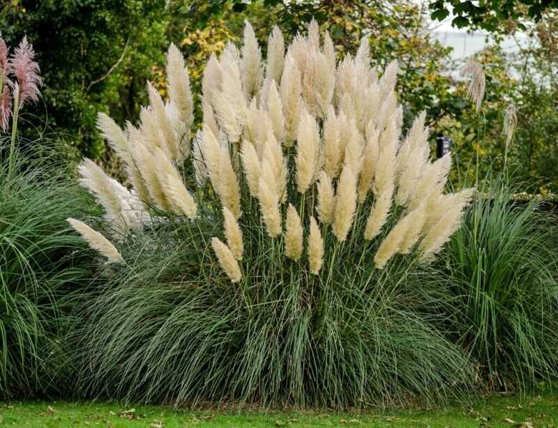 Pampafű (Cortaderia selloana)