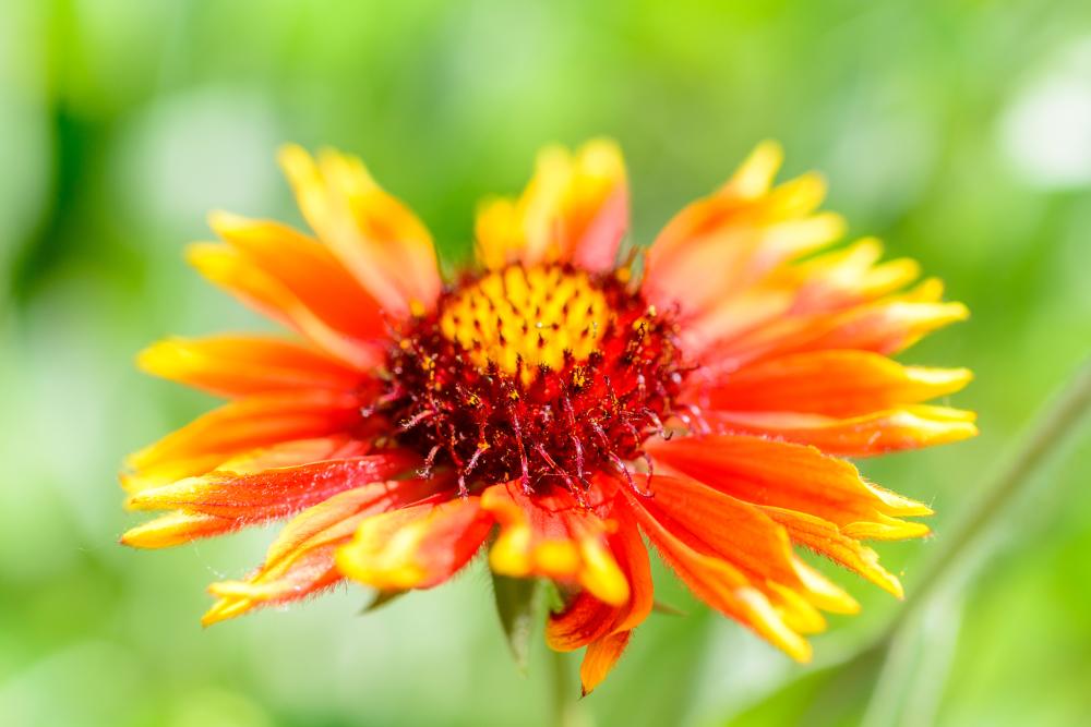 Kokárdavirág (Gaillardia aristata)