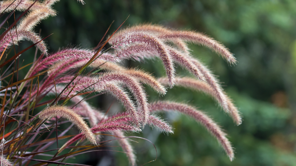 Bordólevelű tollborzfű (Pennisetum setaceum 'Rubrum')