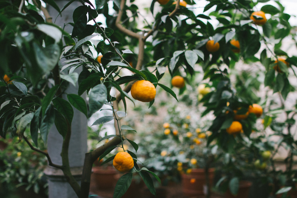 Mi&eacute;rt im&aacute;djuk a citrusf&eacute;l&eacute;ket?
