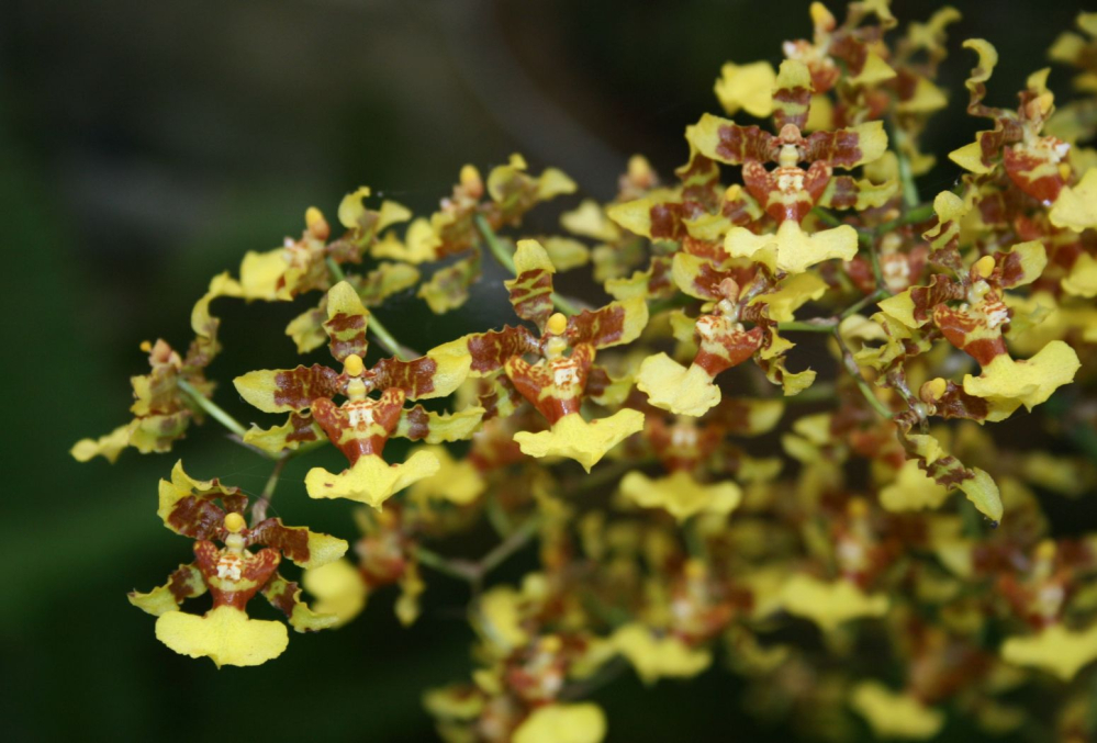 Orchideák: Oncidium