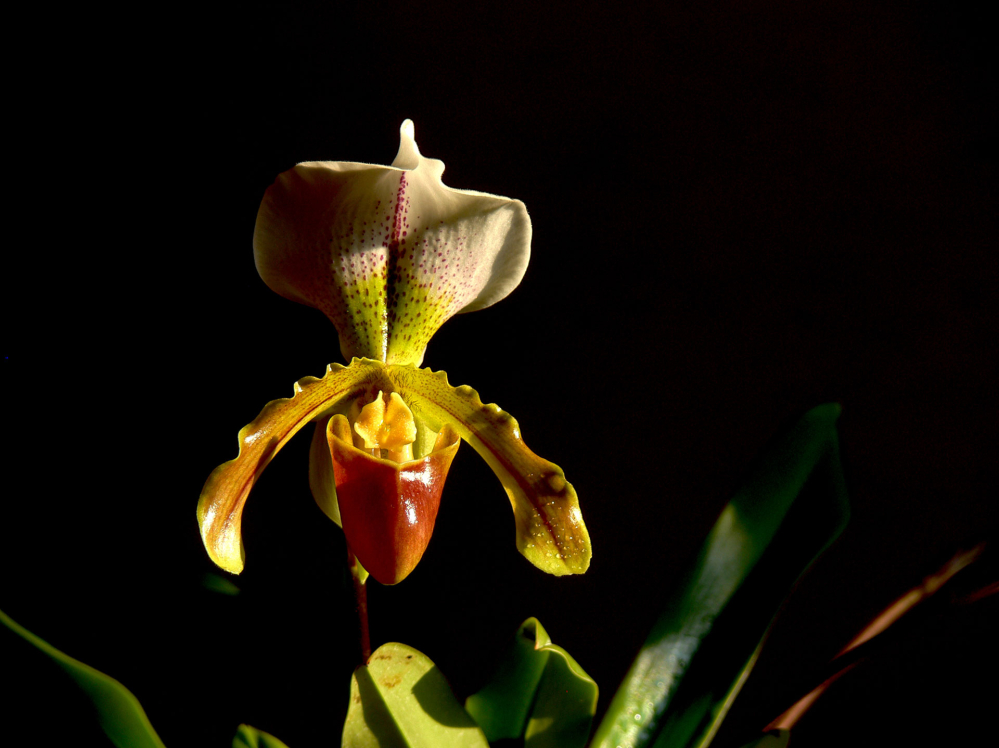 Orchideák: Paphiopedilum
