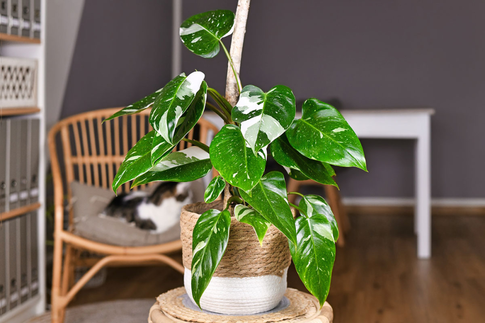 A legtrendibb szobanövények: a Filodendron
