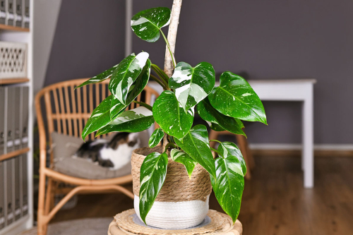 A legtrendibb szobanövények: a Filodendron
