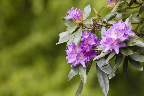 Rododendron, Azálea, Kamélia vásár - Az árnyas kertek virágai