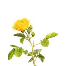 Termékek > Élő növények > Rózsák > Cserepes rózsatövek rózsák
