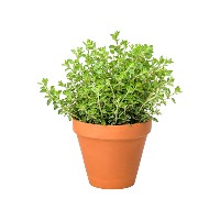Termékek > Élő növények > Fűszernövények