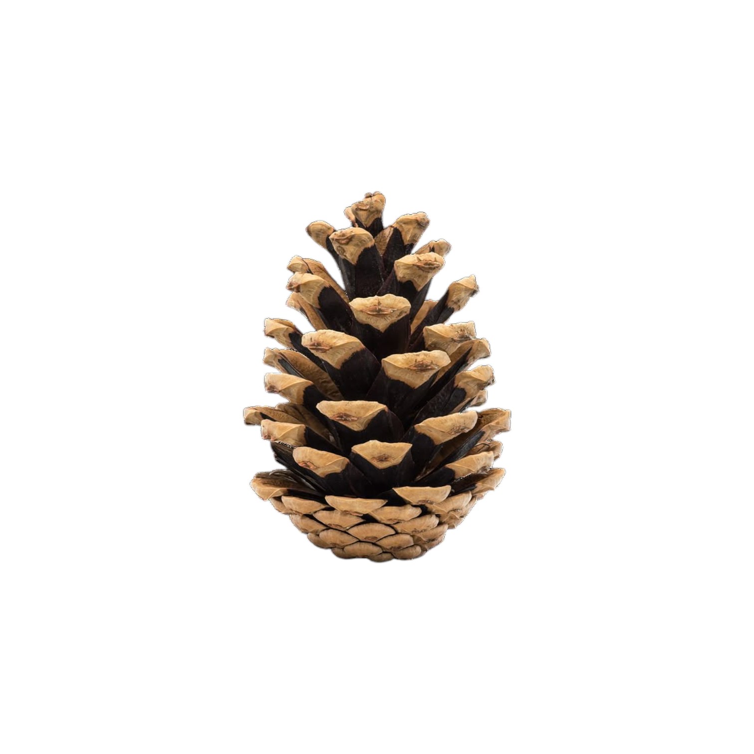 Termékek > Dekorok, kiegészítők > Karácsonyi termékek > Adventi termékek > Adventi kiegészítők