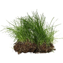 Termékek > Gyep és pázsit