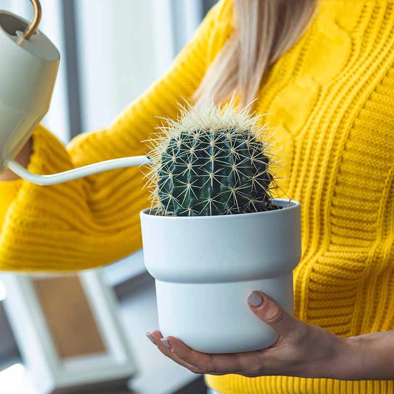 8 profi tipp kaktusz tartáshoz
