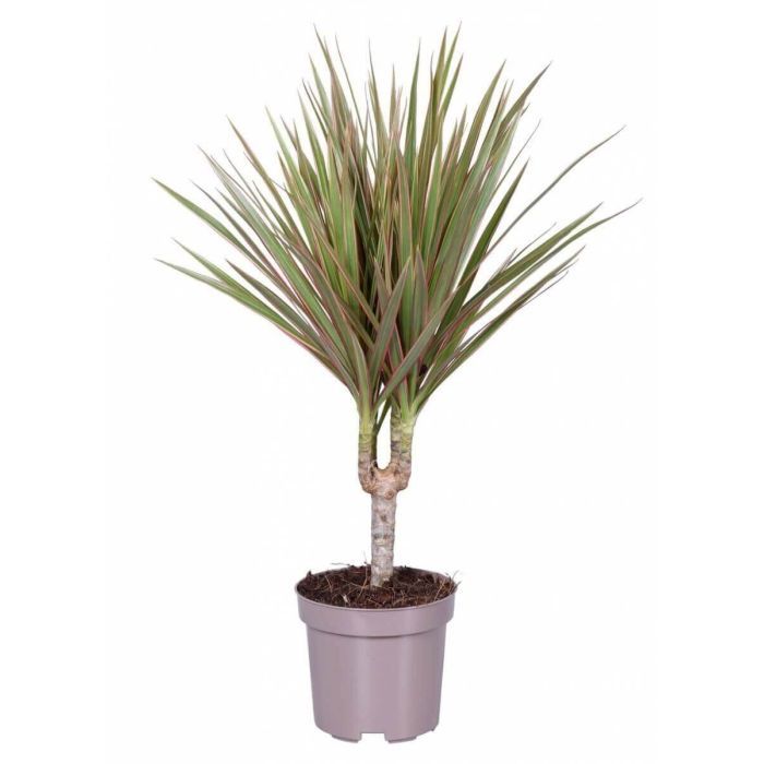 Dracaena marginata Szegélyes sárkányfa szobanövény 12 cm-es cserépben