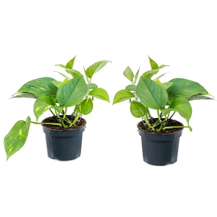 Epipremnum/Scindapsus szobai futóka szobanövény fajták 12 cm-es cserépben