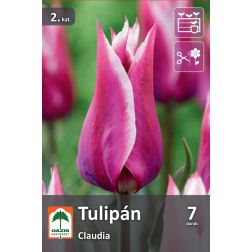 O&aacute;zis Tulipa Claudia tulip&aacute;n vir&aacute;ghagyma 7 db