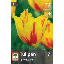 O&aacute;zis Tulipa Party Clown tulip&aacute;n vir&aacute;ghagyma 7 db