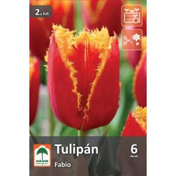 O&aacute;zis Tulipa Fabio tulip&aacute;n vir&aacute;ghagyma 6 db