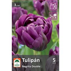 O&aacute;zis Tulipa Negrita Double tulip&aacute;n vir&aacute;ghagyma 5 db