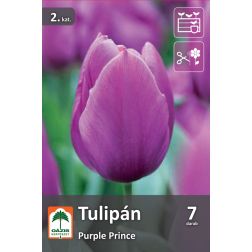 O&aacute;zis Tulipa Purple Prince tulip&aacute;n vir&aacute;ghagyma 7 db