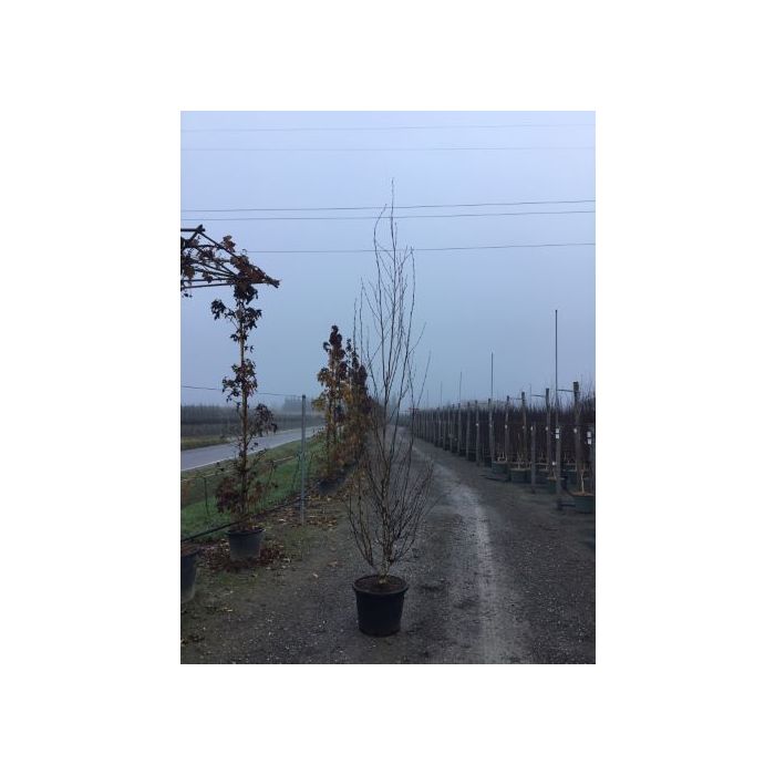 BETULA UTILIS 'DOORENBOS' (B. JACQUEMONTII) CLT. 35 200/250 CM RAMIFICATO nyír