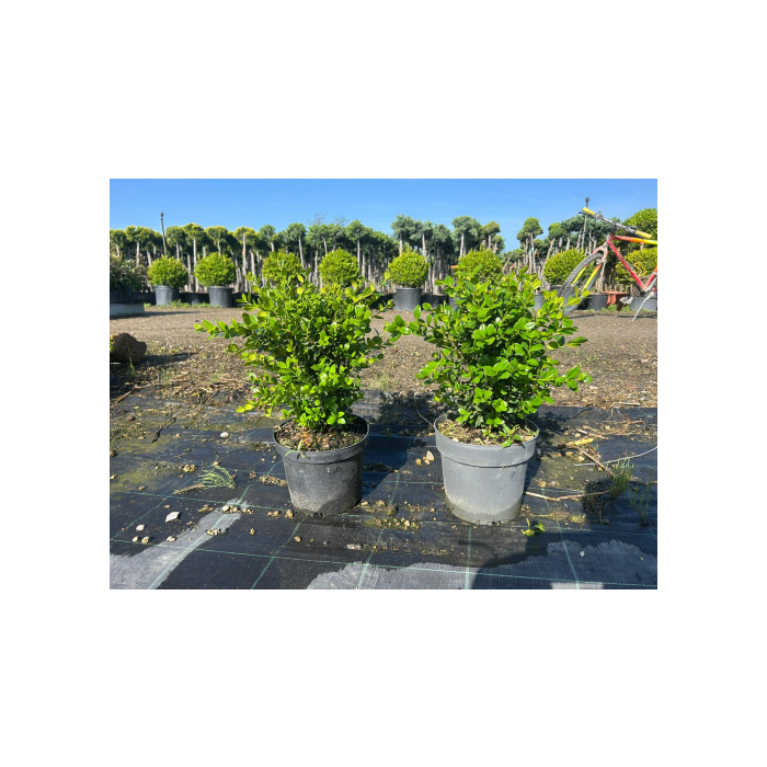 BUXUS MICROPHYLLA 'FAULKNER' CLT. 3 puszpáng