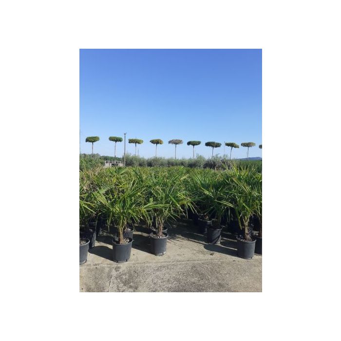 TRACHYCARPUS FORTUNEI (T. EXCELSUS), CHAMAEROPS EXCELSA CLT. 7 kínai kenderpálma