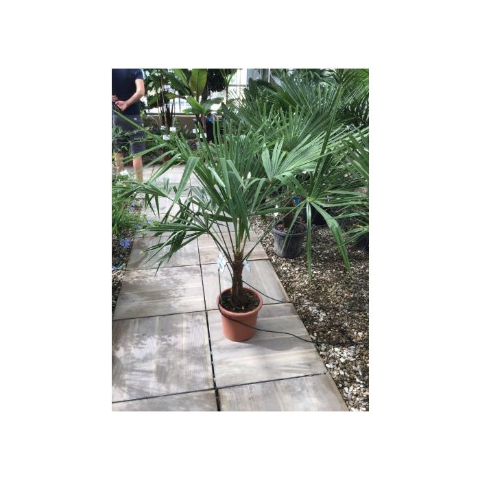 TRACHYCARPUS FORTUNEI (T. EXCELSUS), CHAMAEROPS EXCELSA LV 9 kínai kenderpálma