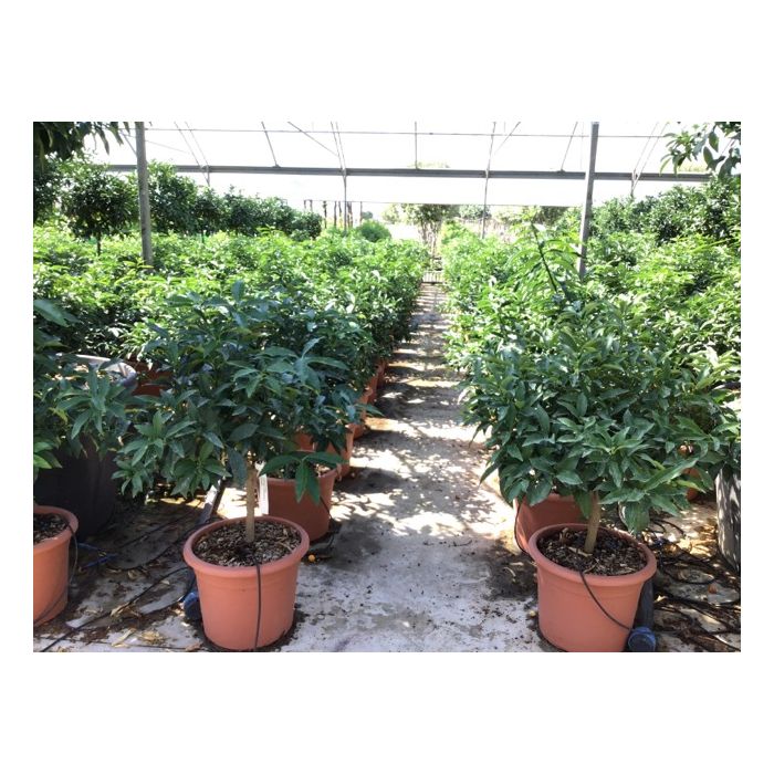 CITRUS FORTUNELLA 'MARGARITA' LV 12 kumkvat