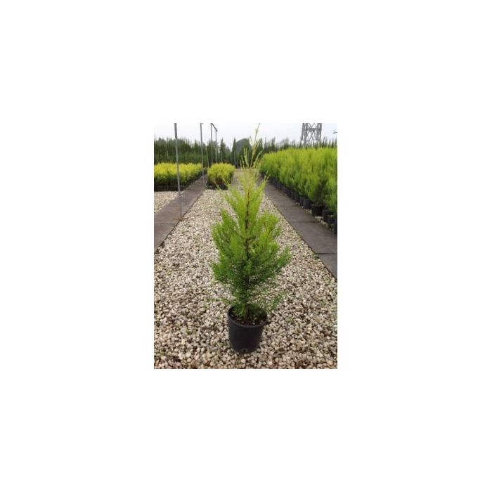 CUPRESSUS MACROCARPA 'GOLDCREST' CLT. 3 ciprus