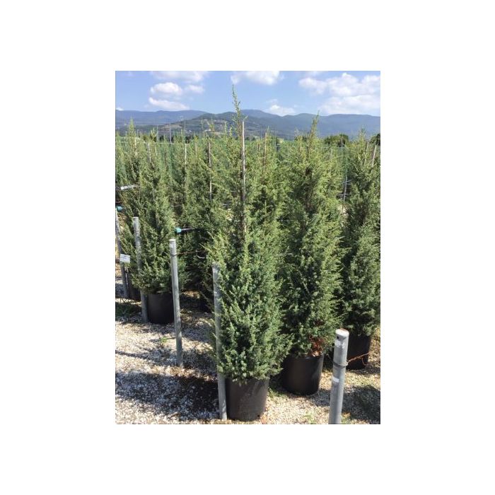 JUNIPERUS COMMUNIS 'HIBERNICA' (J. COMMUNIS 'STRICTA') CLT. 18 125/150 CM boróka