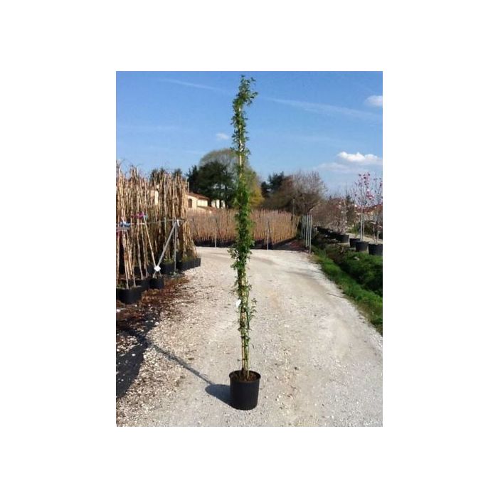ROSAI BANKSIAE ALBA CLT. 3 100/150 CM banks-rózsa