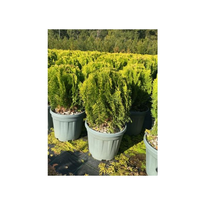 THUJA ORIENTALIS 'AUREA NANA' (T. ORIENTALIS 'COMPACTA AUREA NANA') CLT. 7 keleti életfa