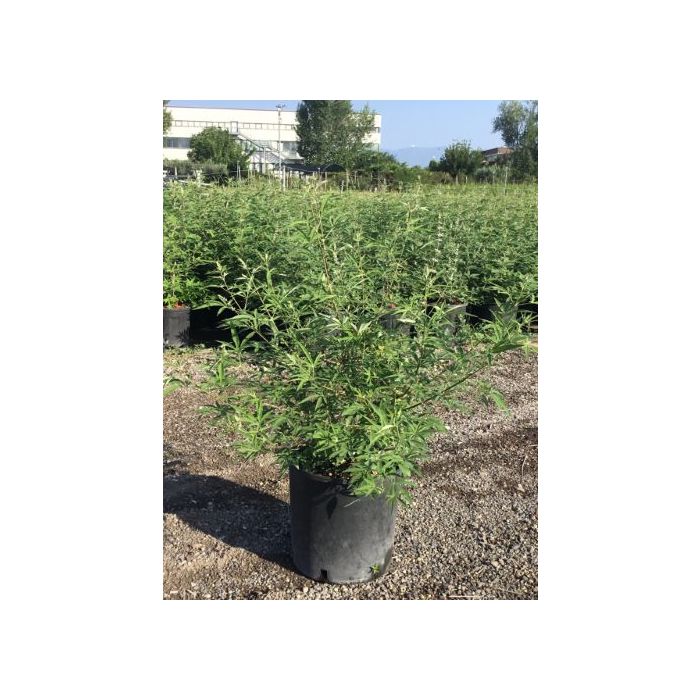 VITEX AGNUS-CASTUS 'ALBA' CLT. 10 barátcserje