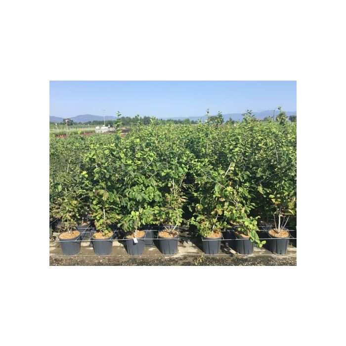 PARROTIA PERSICA CLT. 3 perzsafa
