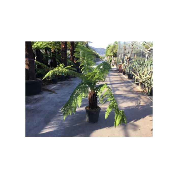 DICKSONIA ANTARCTICA CLT. 20 TR.20/30 CM TÖRZSKÖRMÉRET antarktiszi páfrányfa