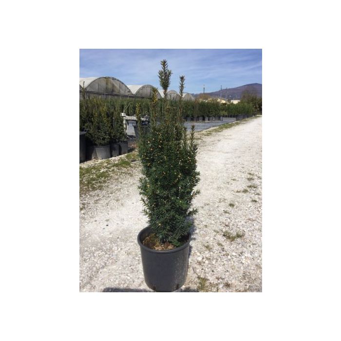 TAXUS X MEDIA 'HILLII' CLT. 5 tiszafa